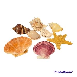 Lot of 8 Fancy Sea Shells - Large and Medium